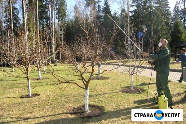Обрезка плодовых деревьев и кустарников Тамбов - изображение 1