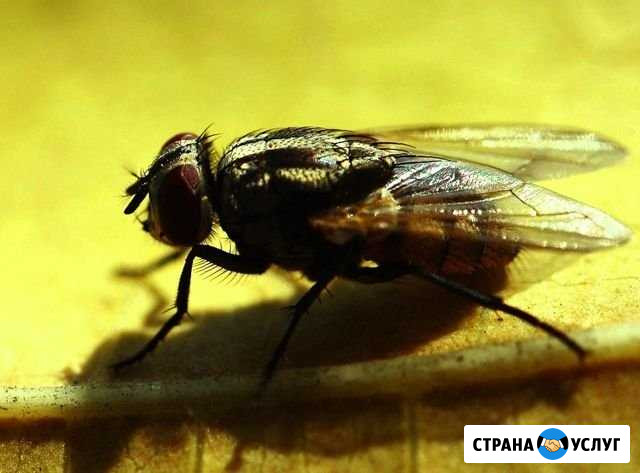 Уничтожение насекомых и грызунов Воскресенск - изображение 1