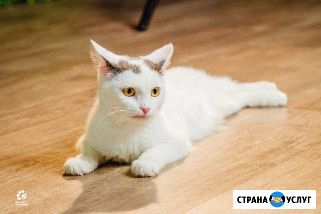 Уход и присмотр за животными (кошки) Екатеринбург - изображение 1