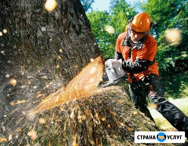Спил деревьев, выкорчёвывание. Вывоз мусора Симферополь - изображение 1