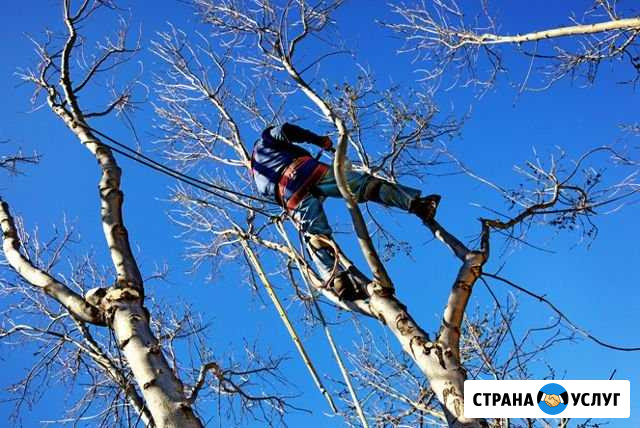 Спилю профессионально, деревья любой сложности Батайск - изображение 1