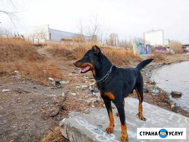 Французкая овчарка - Босерон для вязки Красноярск - изображение 1