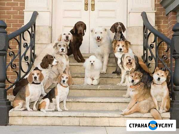 Гостиница для собак Ульяновск - изображение 1