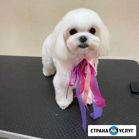 Груминг. Стрижка кошек и собак Сочи - изображение 1