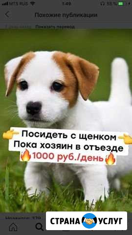 Сиделка для животных Уфа - изображение 1