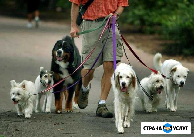 Выгул собак Астрахань - изображение 1