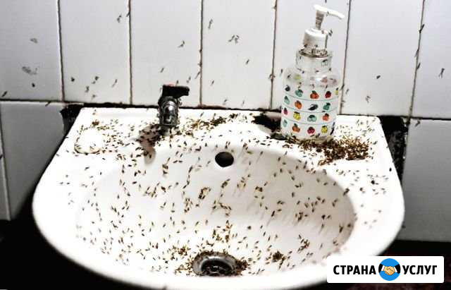 Уничтожение тараканов, клопов, грызунов, гарантия Севастополь - изображение 1