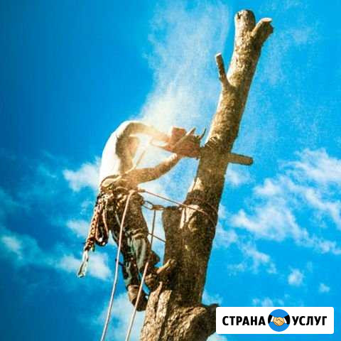 Спил деревьев любой сложности Зверево - изображение 1