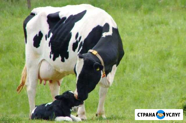 Искусственное осеменение крс Винсады - изображение 1