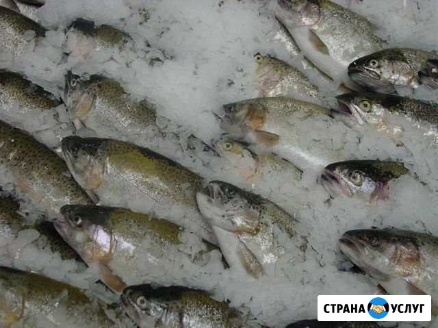 Переработка, разделка, упаковка рыбы Петрозаводск - изображение 1