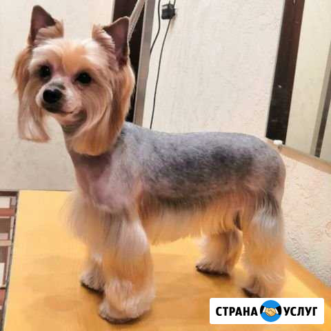 Стрижка собак и кошек, груминг в Ярославле Ярославль - изображение 1