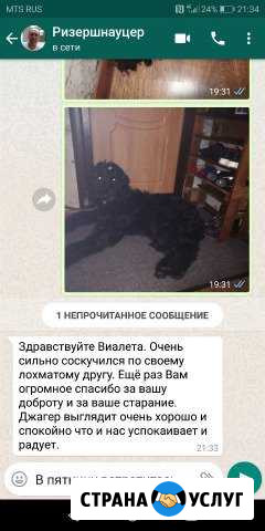 Передержка и дрессировка собак Владимир - изображение 1