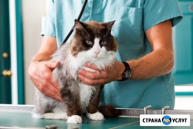 Кастрация кота и стерилизация кошки Самара - изображение 1