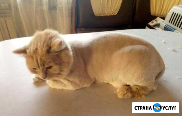 Стрижка собак и кошек Юрга - изображение 1