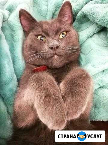 Передержка / Гостиница для кошек - Cat Tsap Ростов-на-Дону - изображение 1