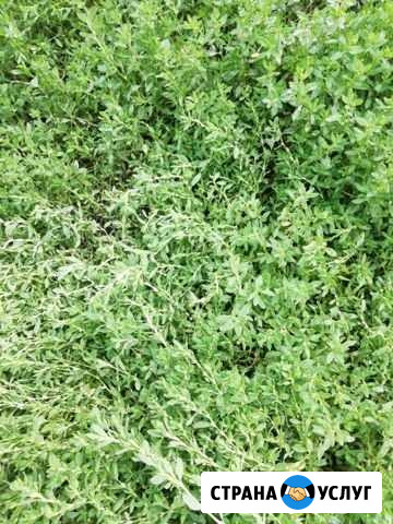 Спил деревьев, благоустройство участ Курск - изображение 1