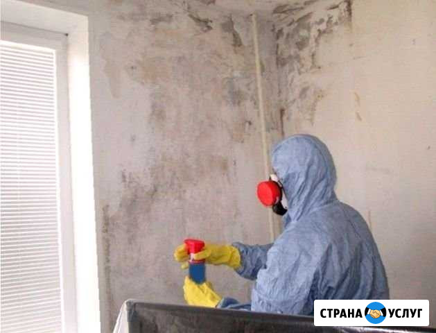 Уничтожение клопов, тараканов, блох с гарантией Нижний Новгород - изображение 1