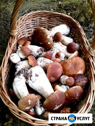 Белые грибы Муром - изображение 1