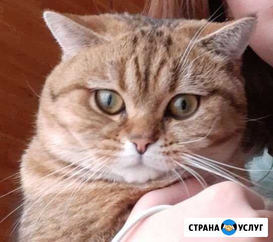 Кот для вязки шотландец-британец Набережные Челны - изображение 1