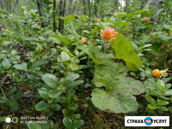 Морошка Салехард