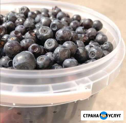 Черника Соликамск - изображение 1
