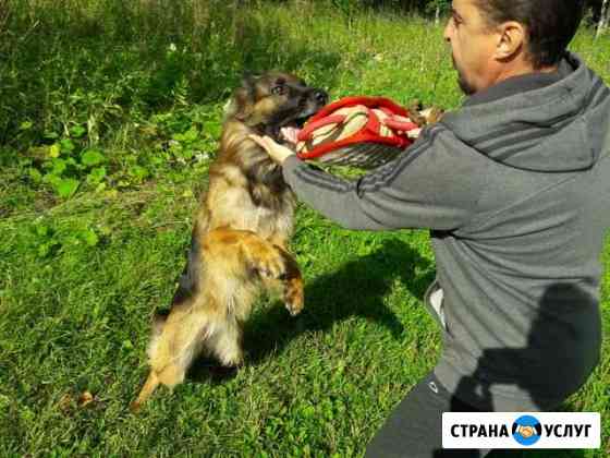 Профессиональная дрессировка собак Северодвинск