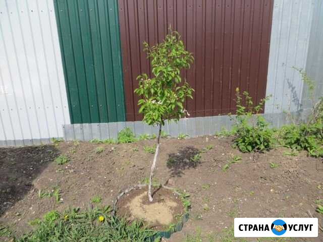 Обрезка деревьев на дачных участках Пенза - изображение 1