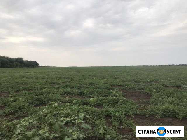 Арбуз Николаевск - изображение 1