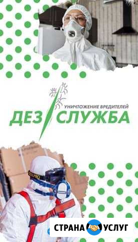 Уничтожение тараканов, клопов Бор - изображение 1