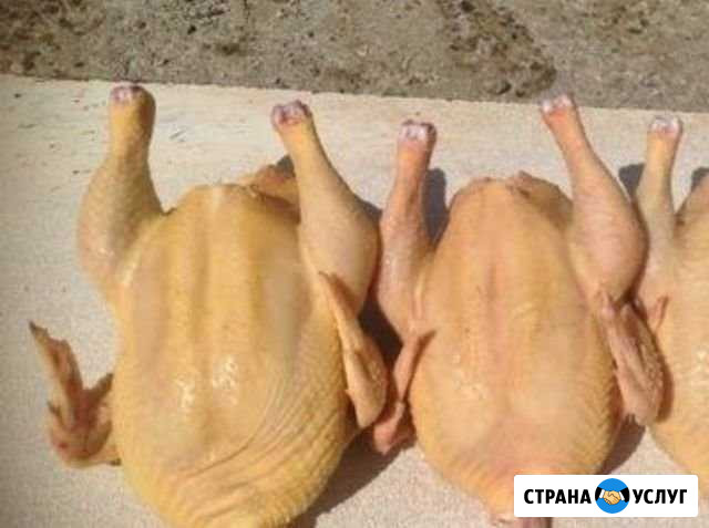 Мясо бройлера деревенского Уйское - изображение 1
