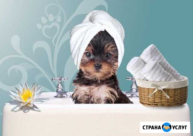 Стрижка собак и кошек Хабаровск - изображение 1