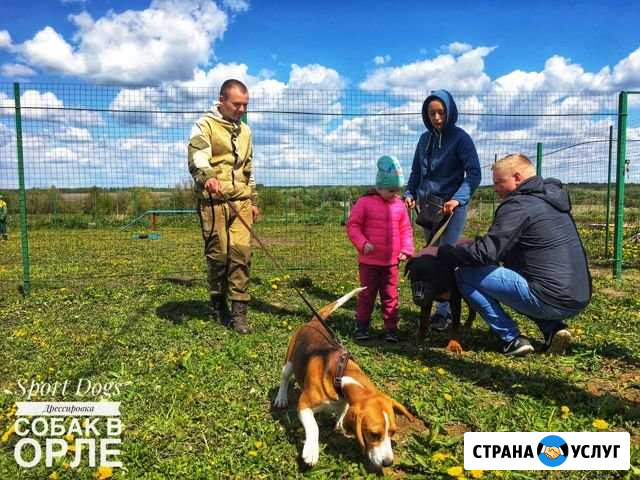 Дрессировка собак Орёл - изображение 1