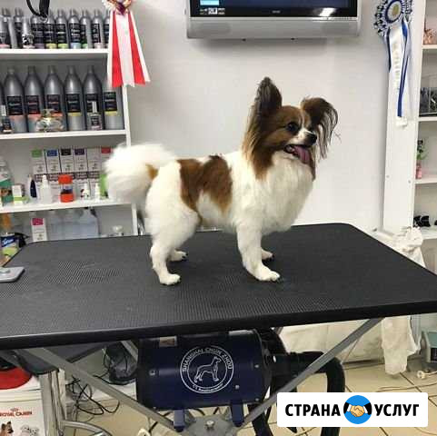 Стрижка собак и кошек Волгоград - изображение 1