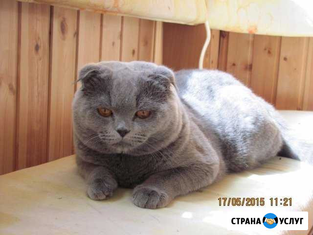 Кот на вязку Кыштым - изображение 1