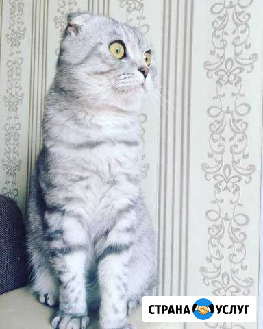 Шотландский,Кот,Вязка,Вислоухий красавчик Казань - изображение 1