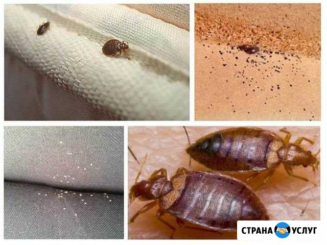 Уничтожение клопов тараканов мышей крыс Краснодар - изображение 1
