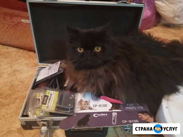 Стрижка собак и кошек Ростов-на-Дону - изображение 1