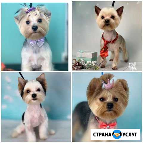 Стрижка животных с любовью,Зоосалон Тиффани Орехово-Зуево - изображение 1