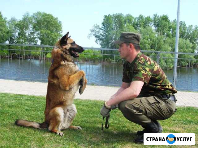 Дрессировка собак Тюмень - изображение 1