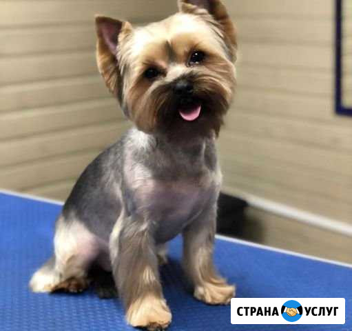 Стрижка собак и кошек Волгоград - изображение 1