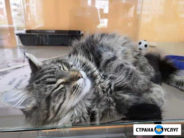 Зоогостиница для кошек и собак Краснодар - изображение 1
