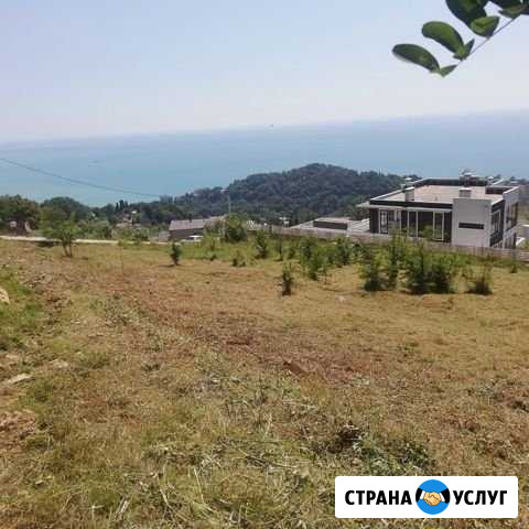 Расчистка участков, спил деревьев Сочи - изображение 1