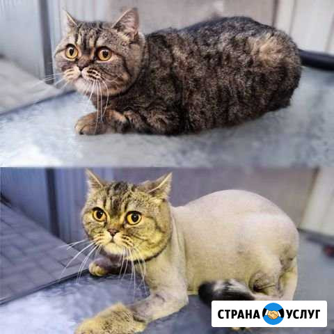 Стрижка кошек Ростов-на-Дону - изображение 1