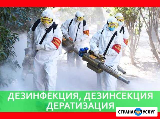 Уничтожение клопов тараканов муравьёв крыс Краснодар - изображение 1