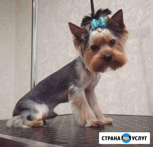 Стрижка собак мелких пород и кошек. Груминг Пенза - изображение 1