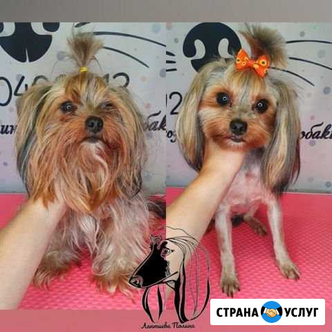 Стрижка собак и кошек. Груминг Россошь - изображение 1
