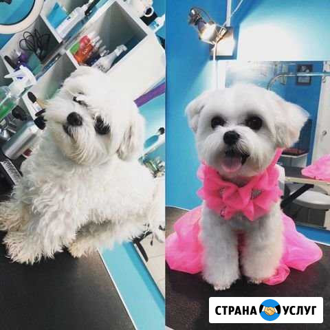 Стрижка кошек и собак. Зоогостиница Барнаул - изображение 1