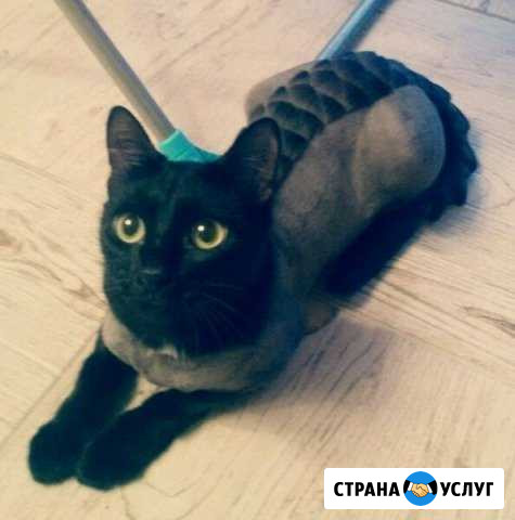 Стрижка кошек Магнитогорск - изображение 1