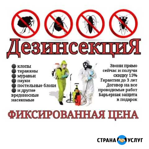 Тараканы, клопы. уничтожение Новосибирск - изображение 1