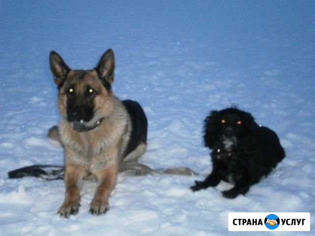 Дрессировка собак Ульяновск - изображение 1